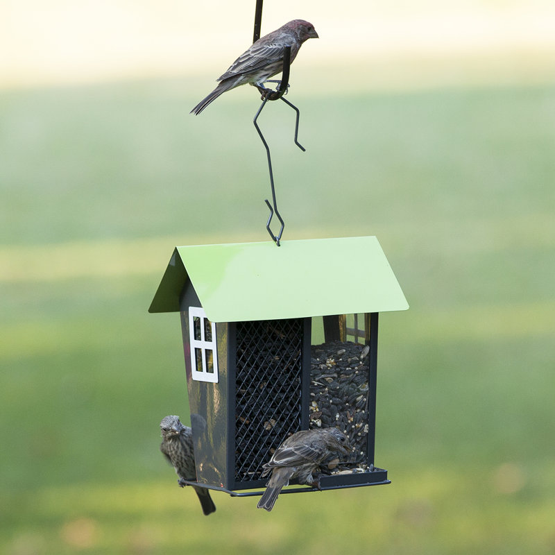 Perky Pet Seed Duo Wild Hopper Bird Feeder & Reviews Wayfair
